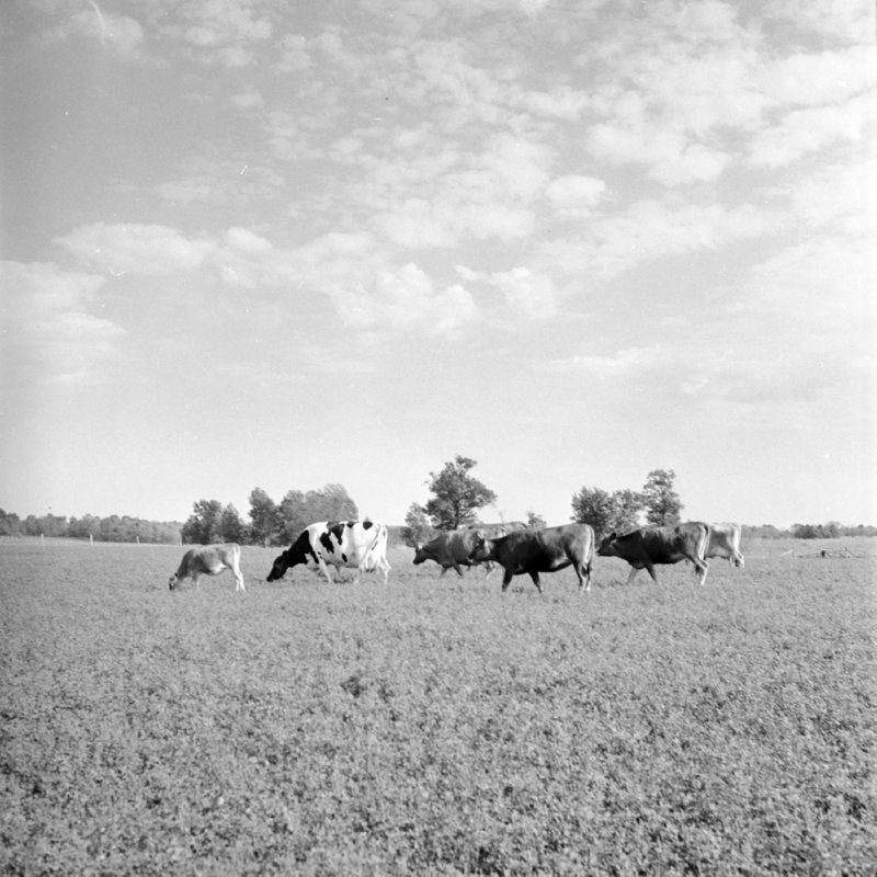 041_and eat some more. (1951).jpg